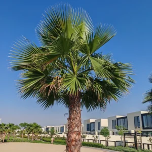 washingtonia robusta palma w pelnym slońcu